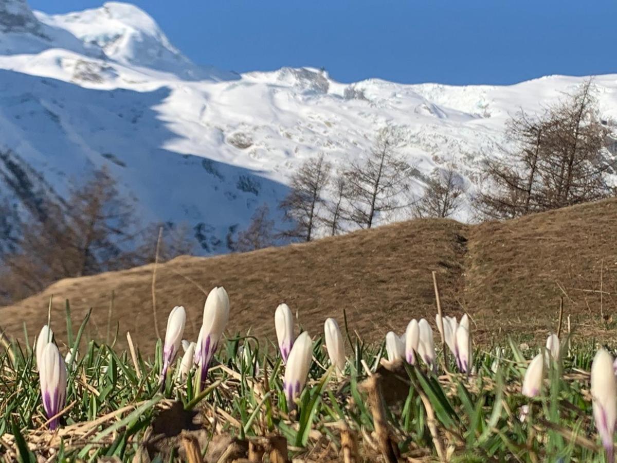 Châlet Birkhahn Saas-Fee Exterior foto